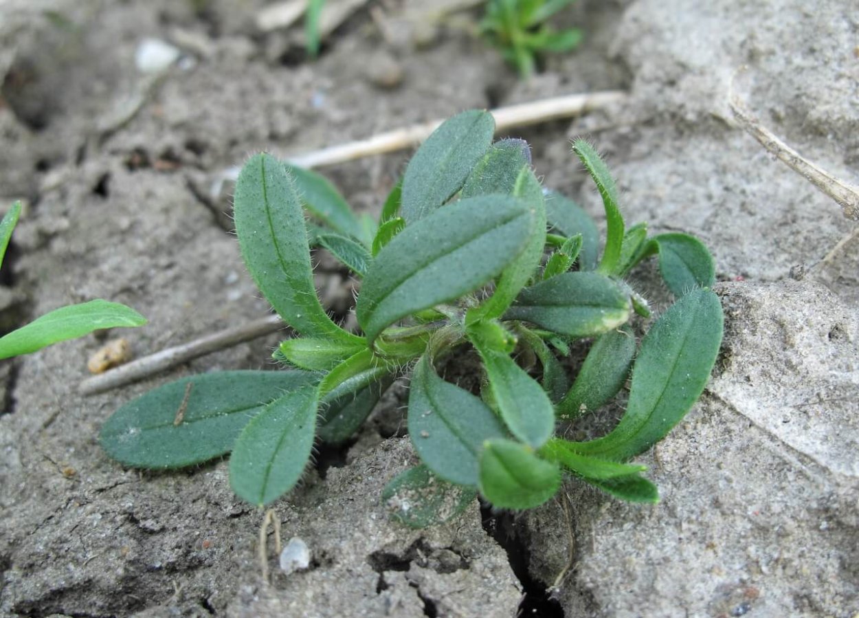 Воробейник полевой