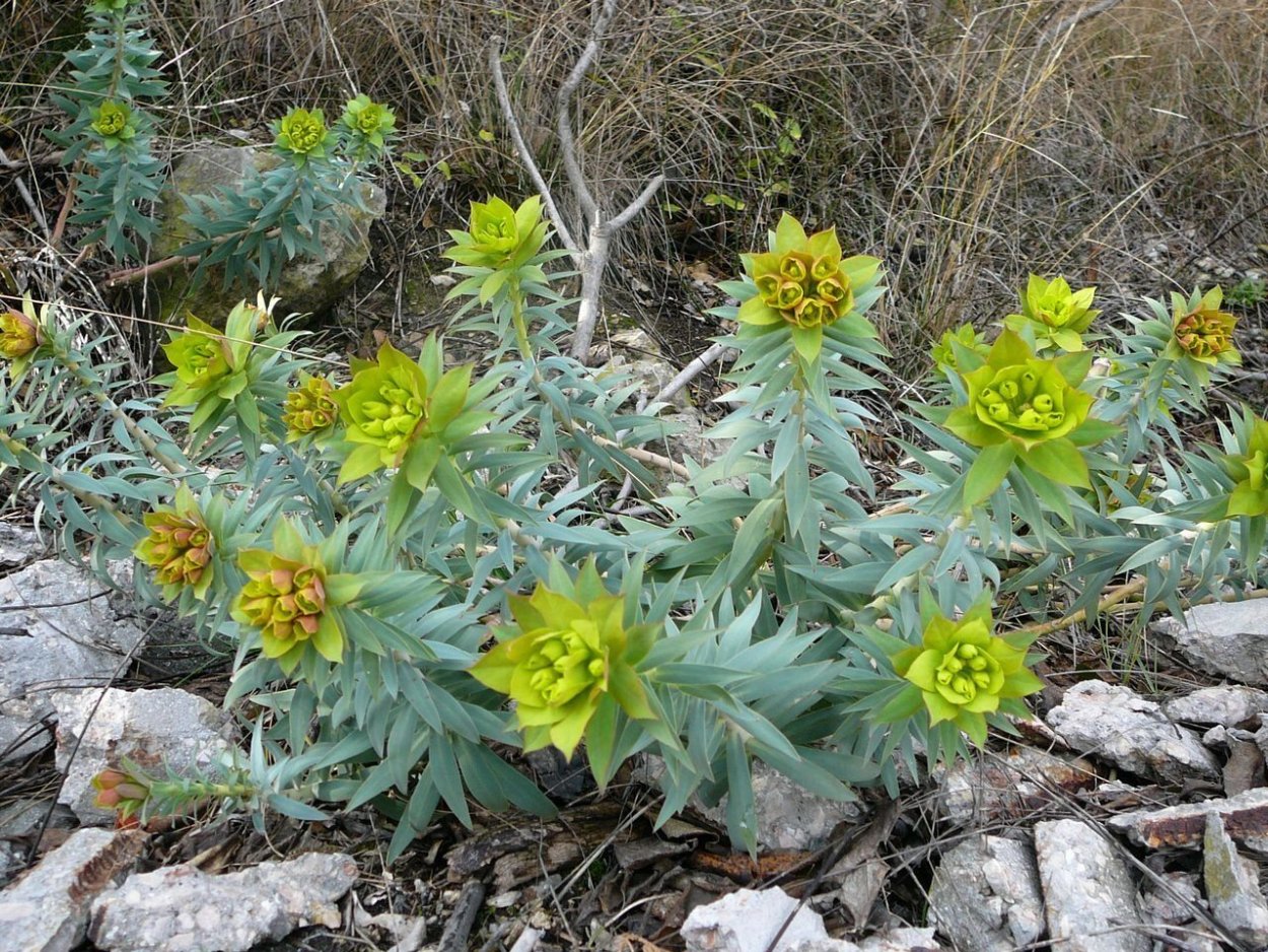 Молочай дикий полевой