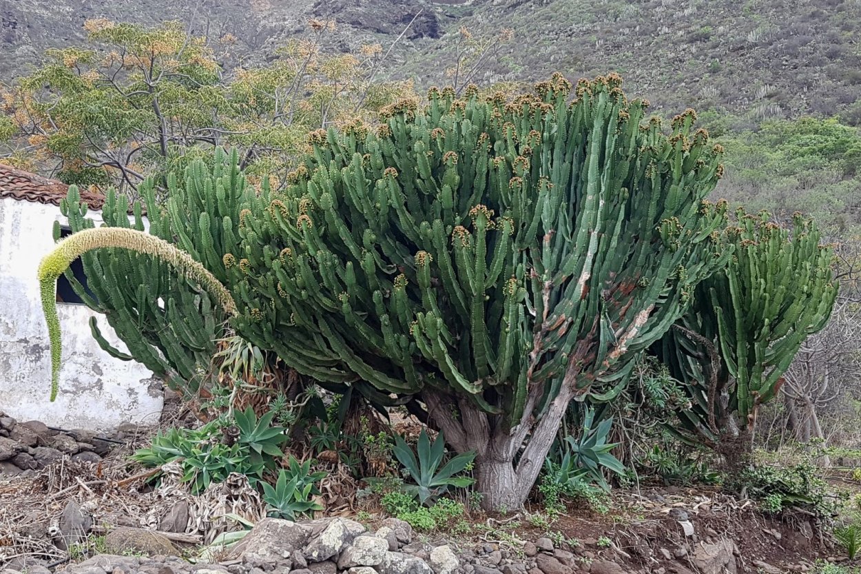 Молочай мирсинитес альпинист