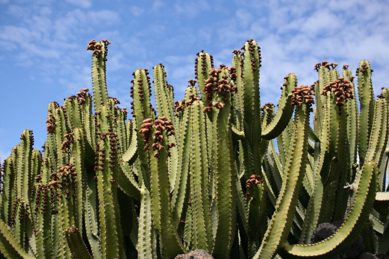 Молочай канделябровый