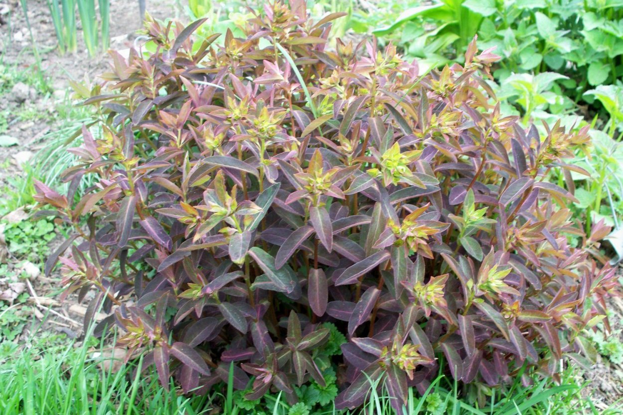 Euphorbia Dulcis 'Chameleon'