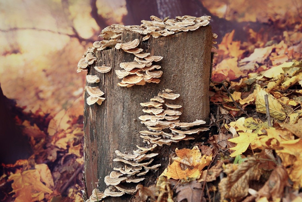 Осенние грибы на деревьях