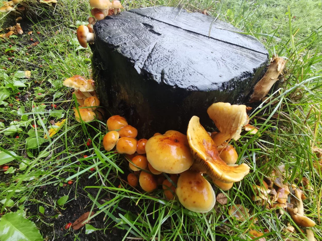 Грибы на пеньках в саду