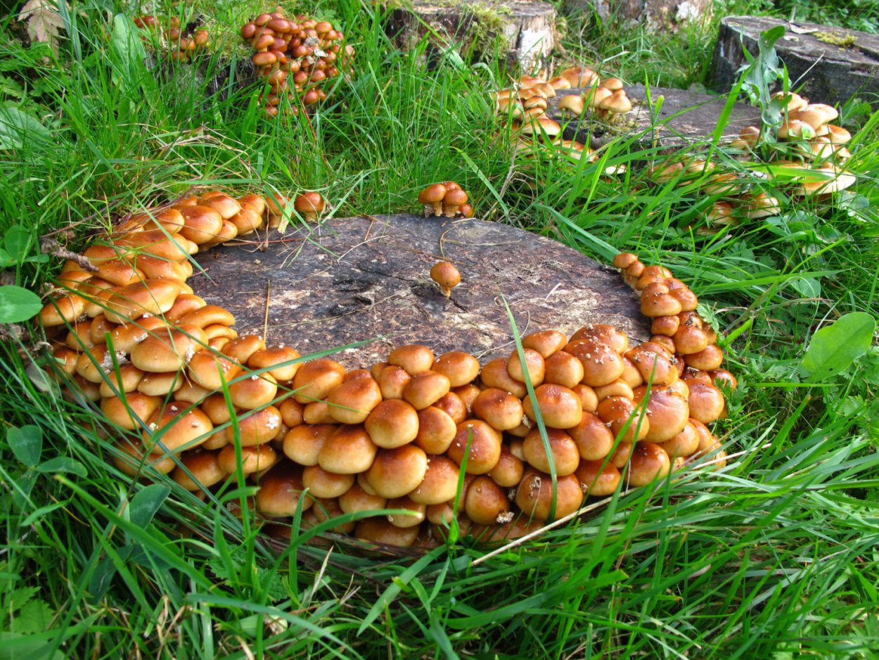 Фолиота намеко