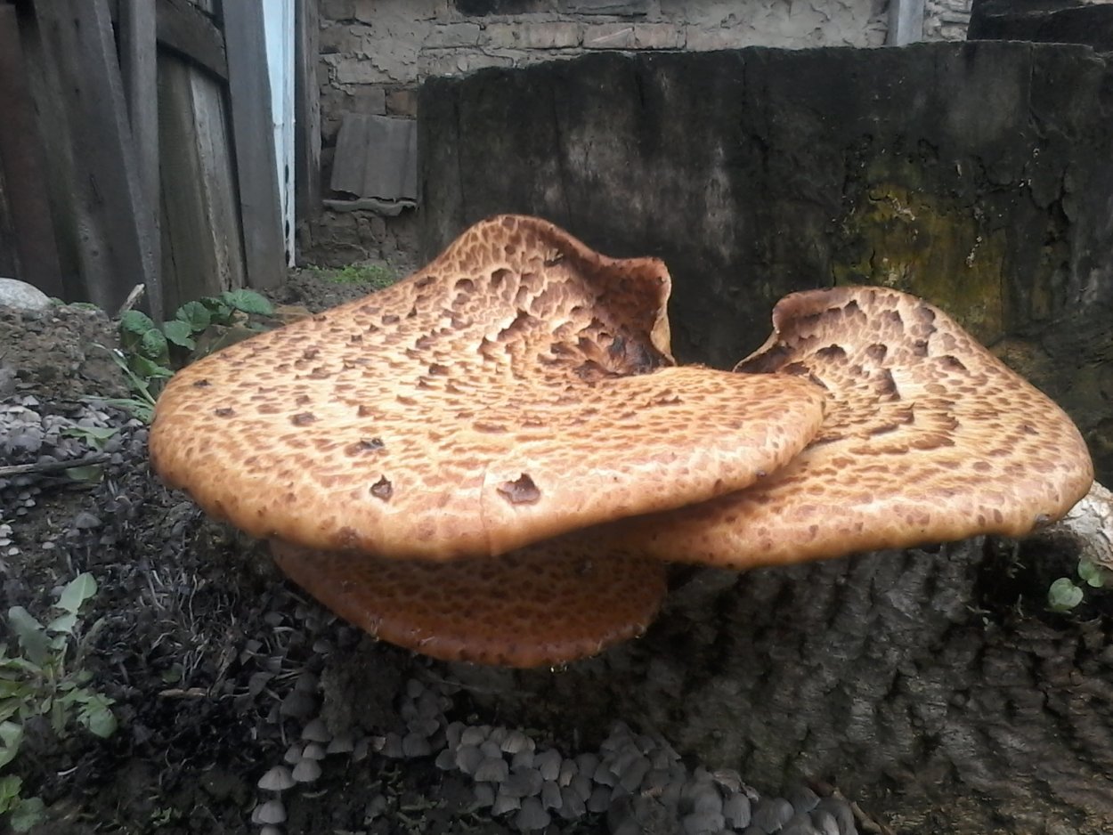 Грибы Polyporus пень