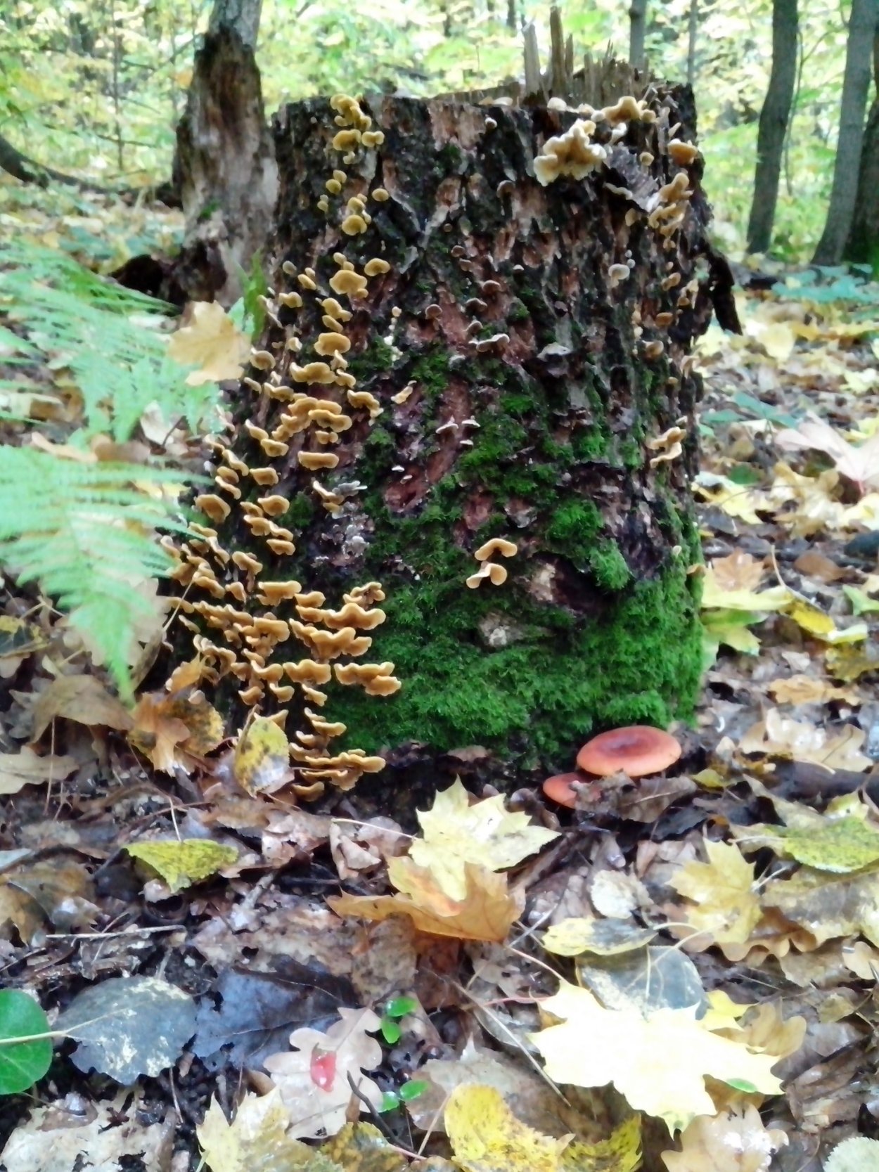 Грибы на пнях и деревьях