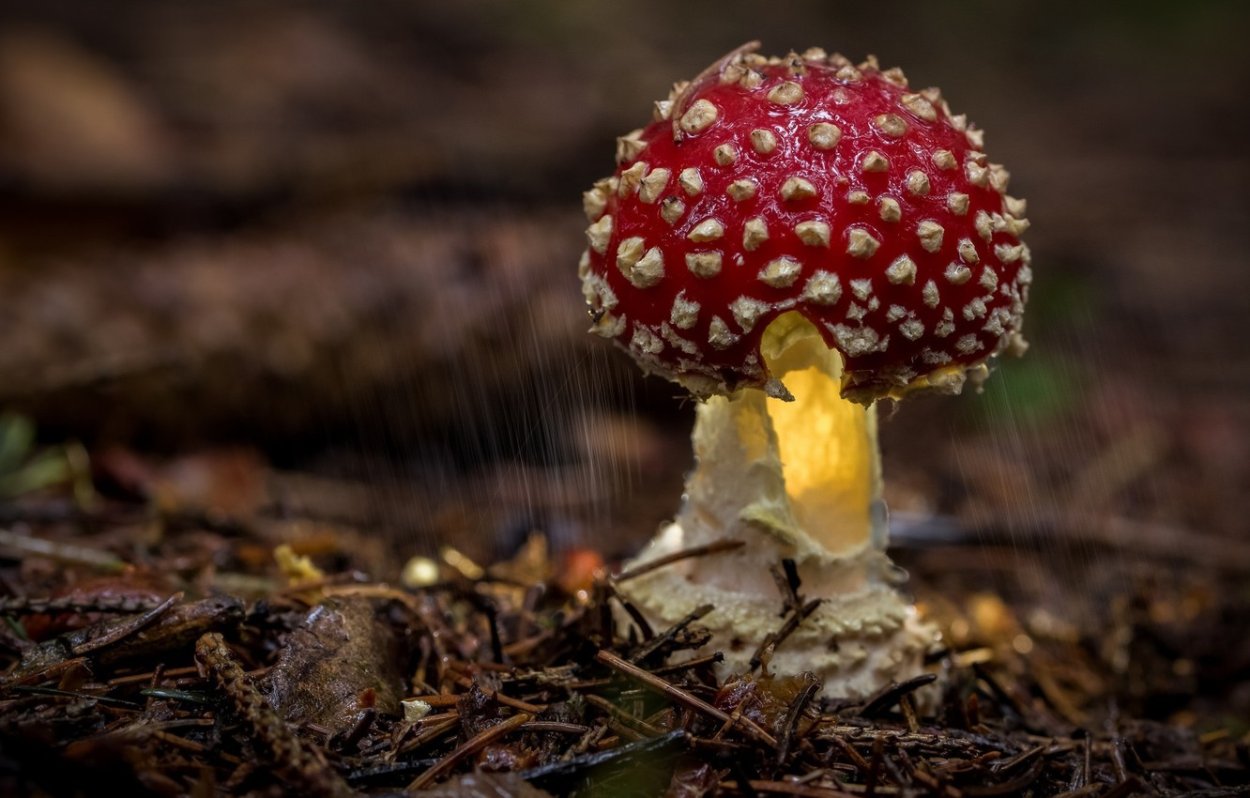 Мухомор макро