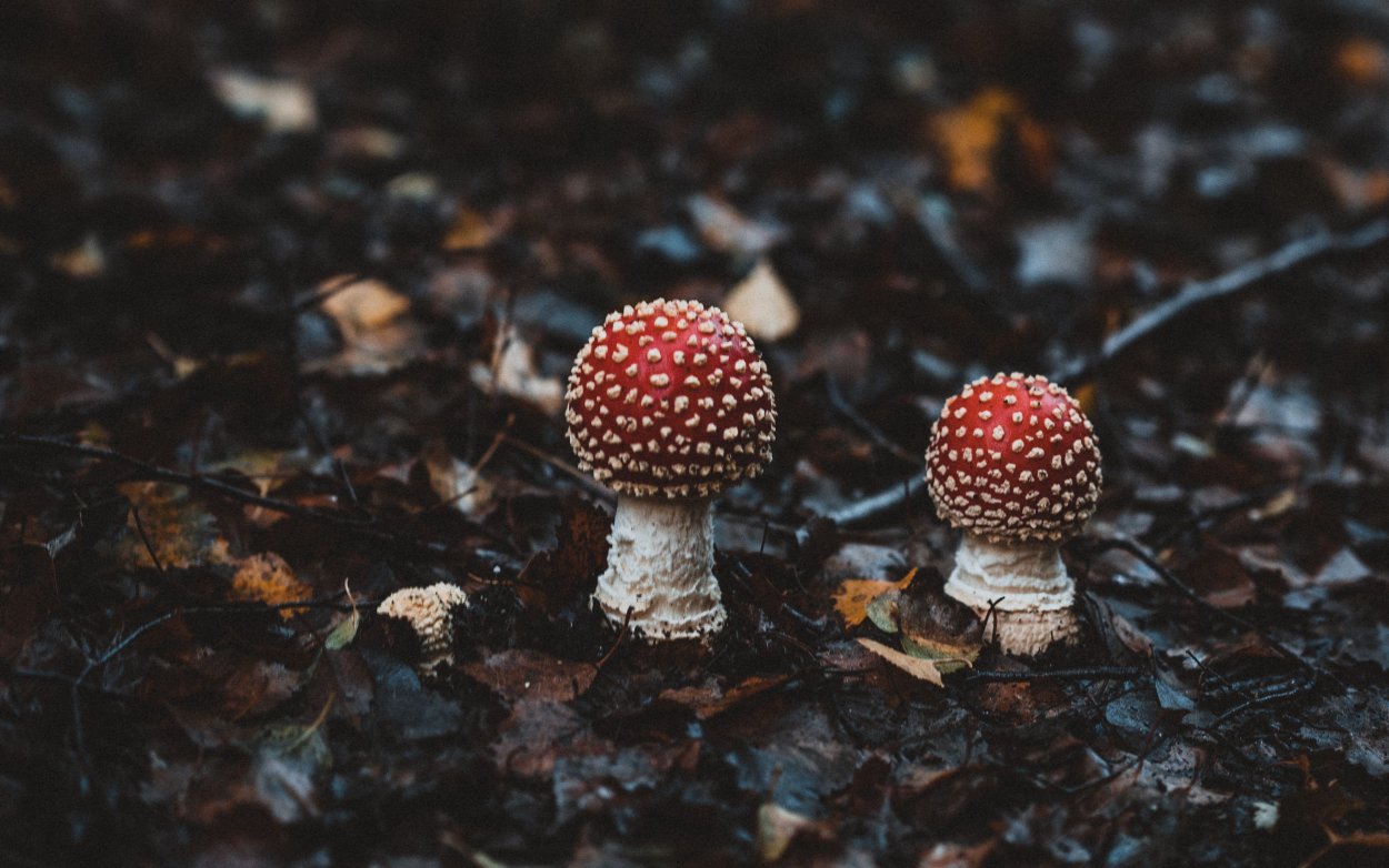 Заставка на рабочий стол осень грибы