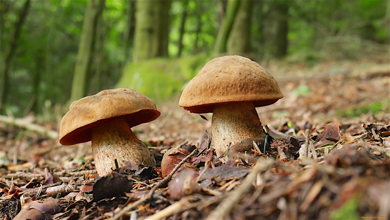 Грибы Республики Коми белый гриб