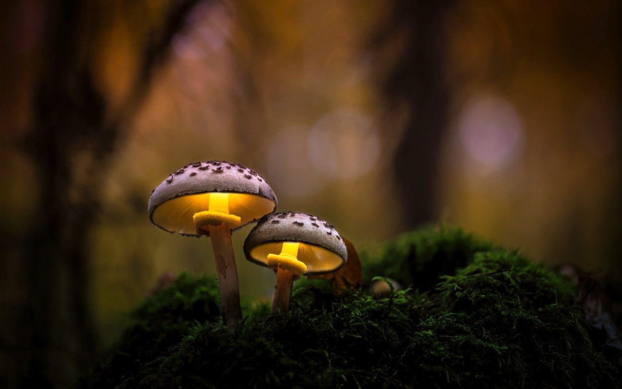 Псилоцибиновые грибы макро