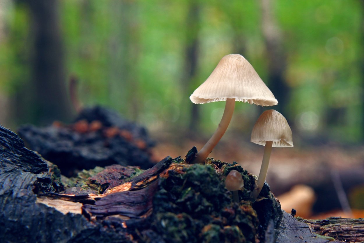 Грибы солоновики съедобные