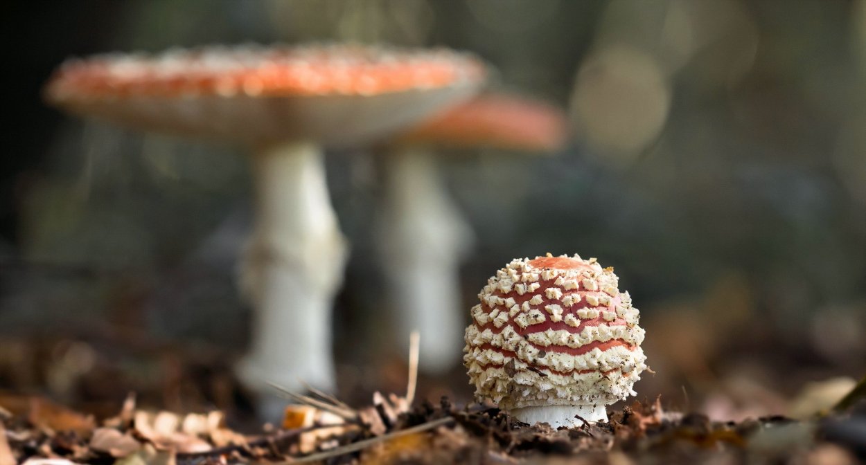 Обои мухомор Макросъемка