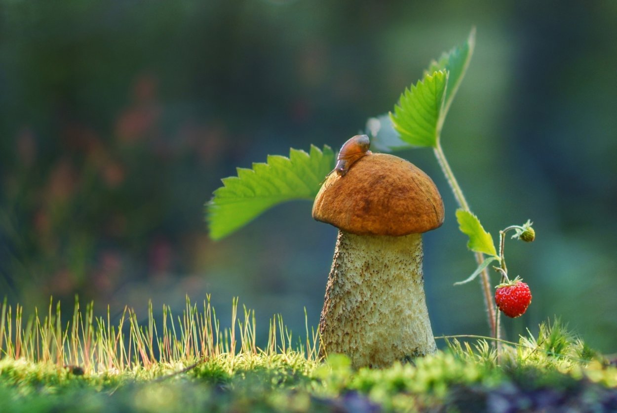 Грибы возле дерева белые