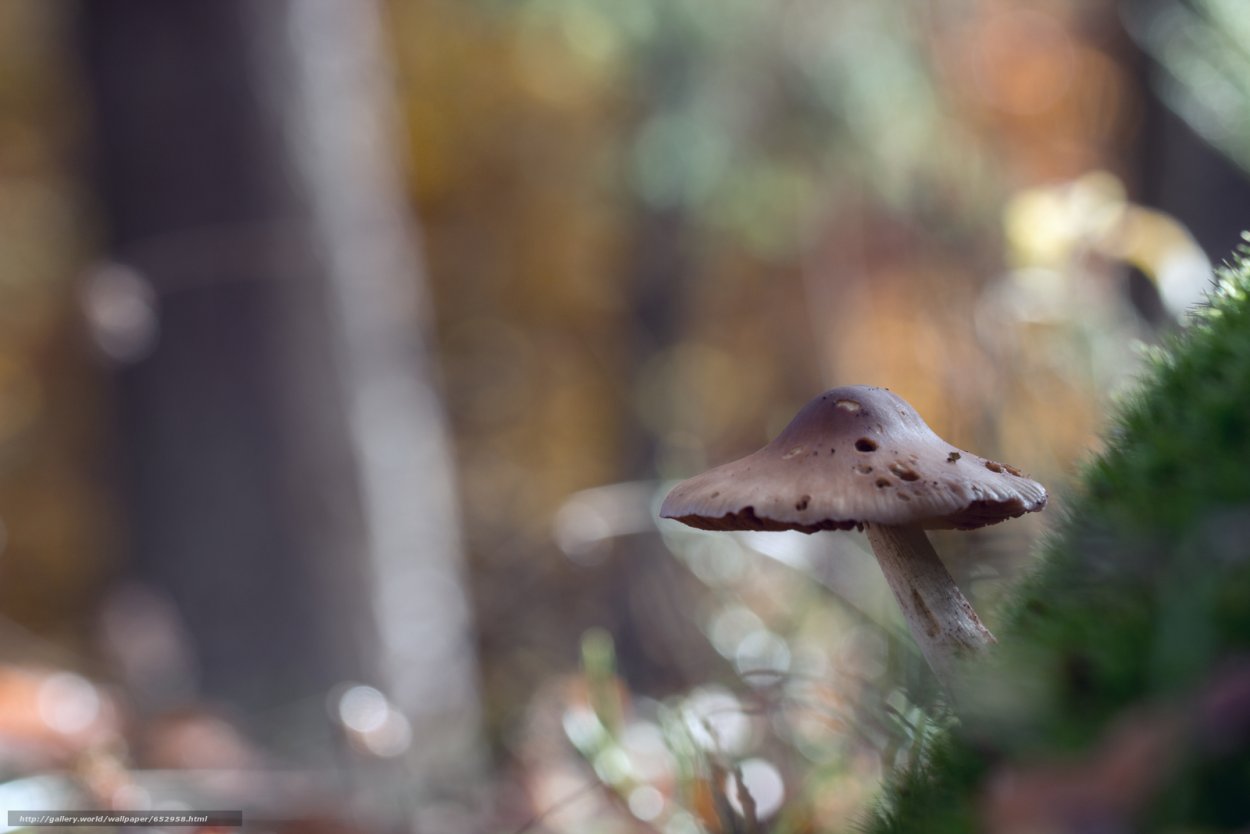 Грибы Макросъёмка