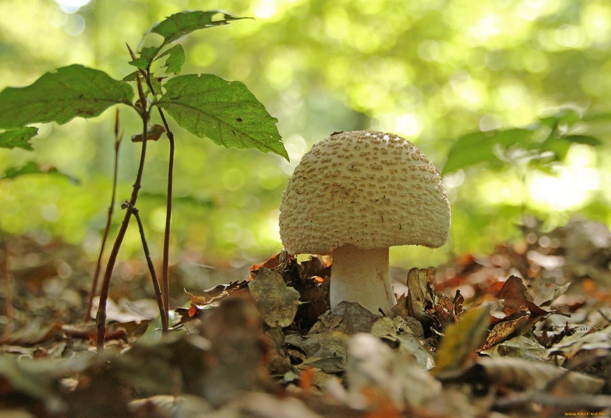 Грибы в лесу