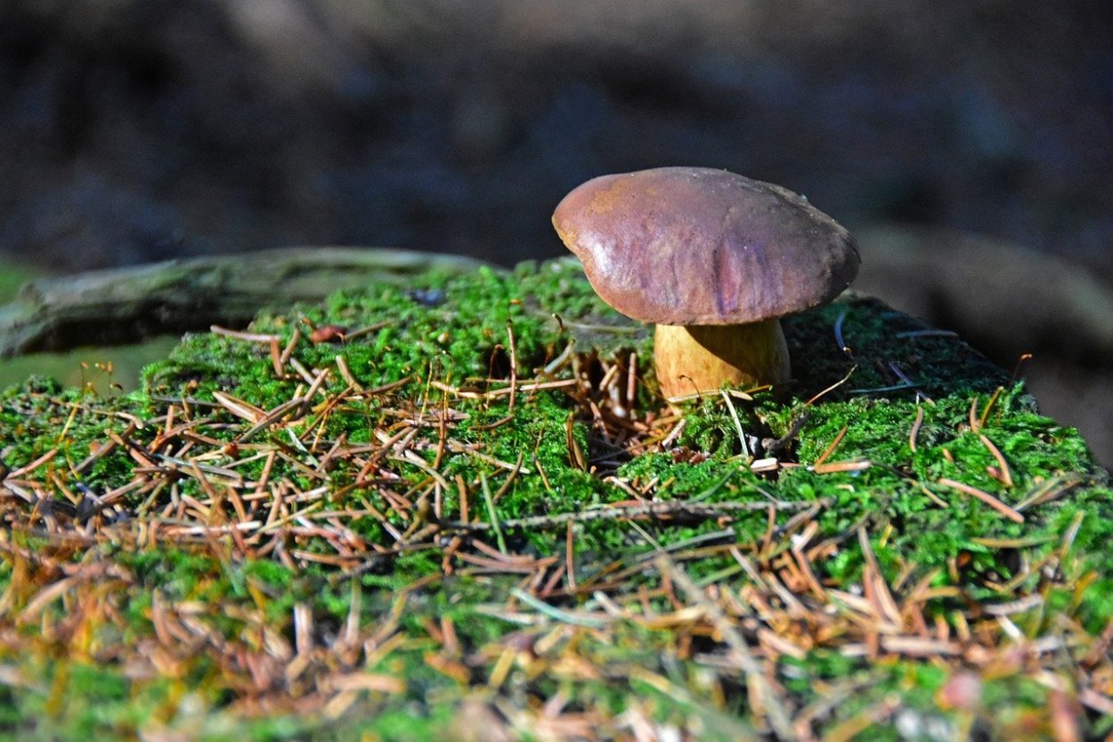 Грибы мистика