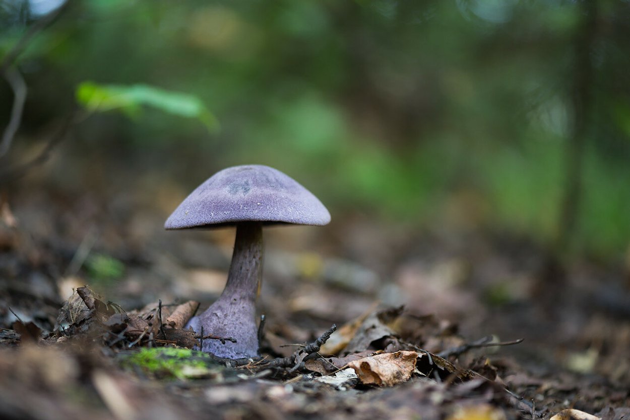 Красивые обои с грибами Эстетика