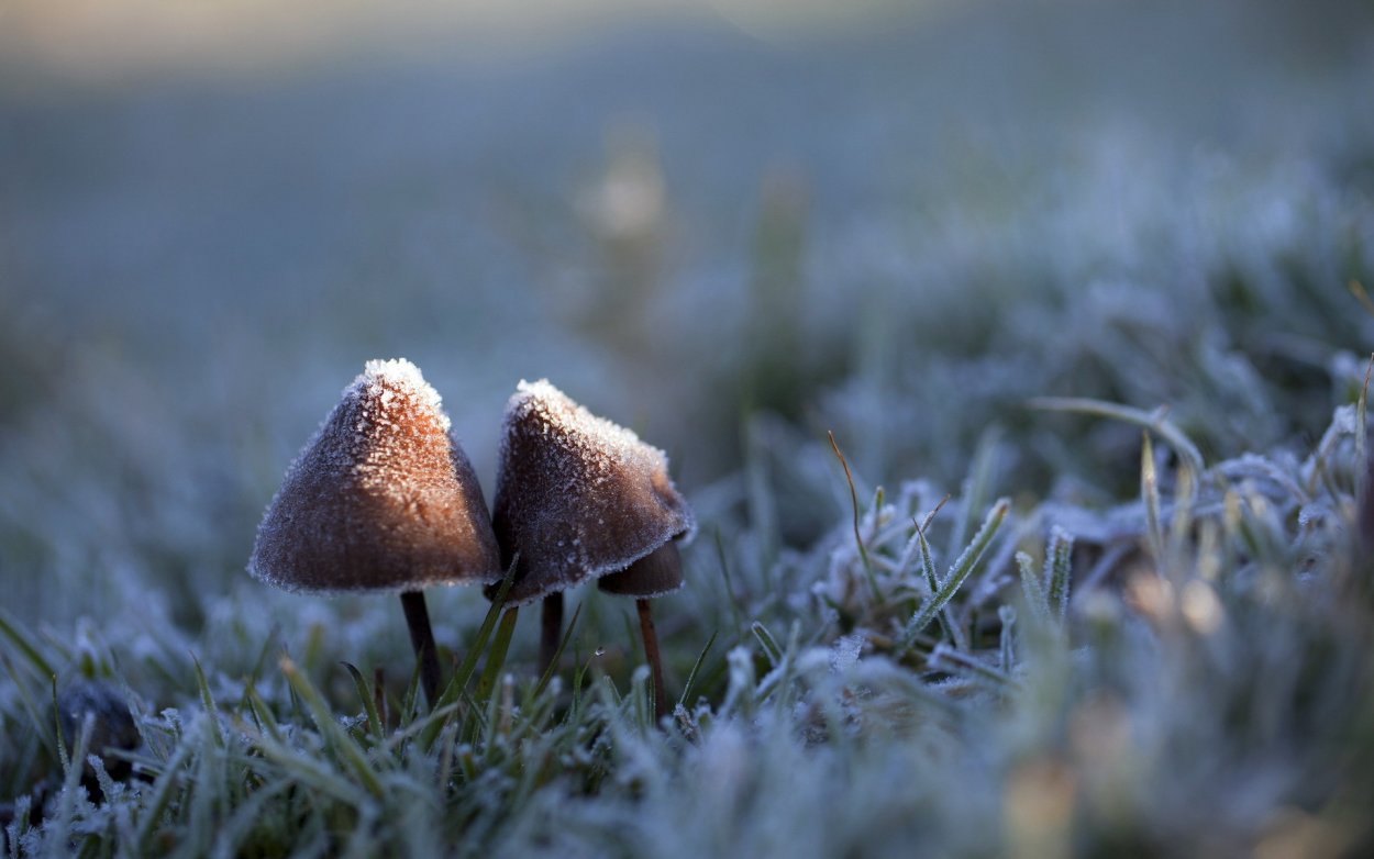 Грибы ботаника