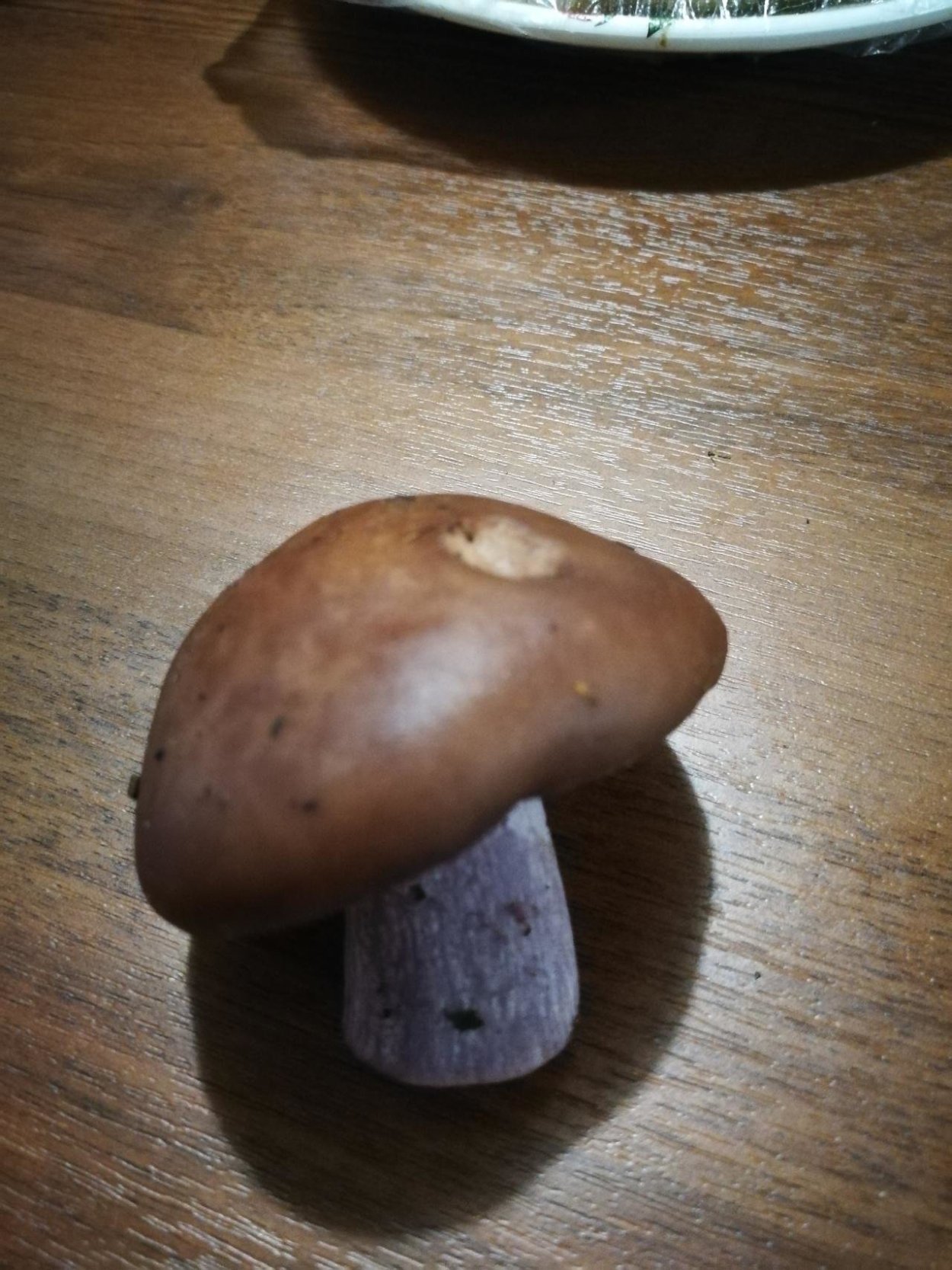 Гриб одиночка на дереве на толстой ноге