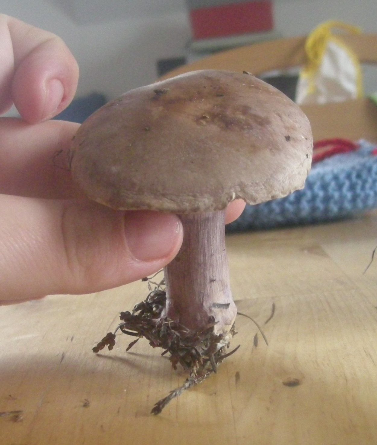 Боровик девичий (Boletus appendiculatus)