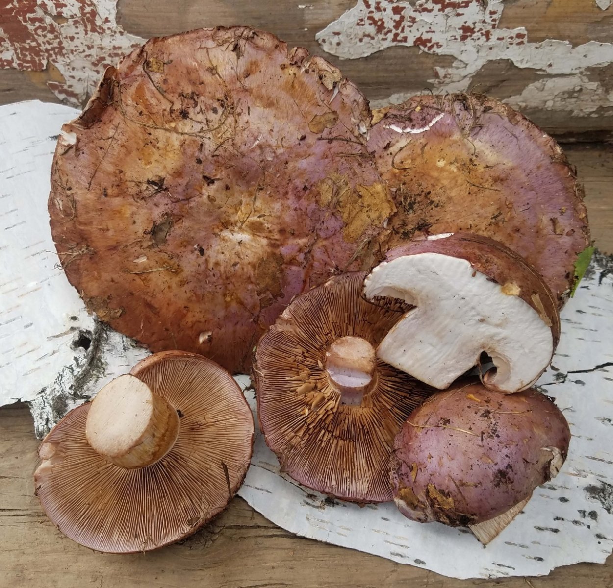 Белый пластинчатый гриб на толстой ножке