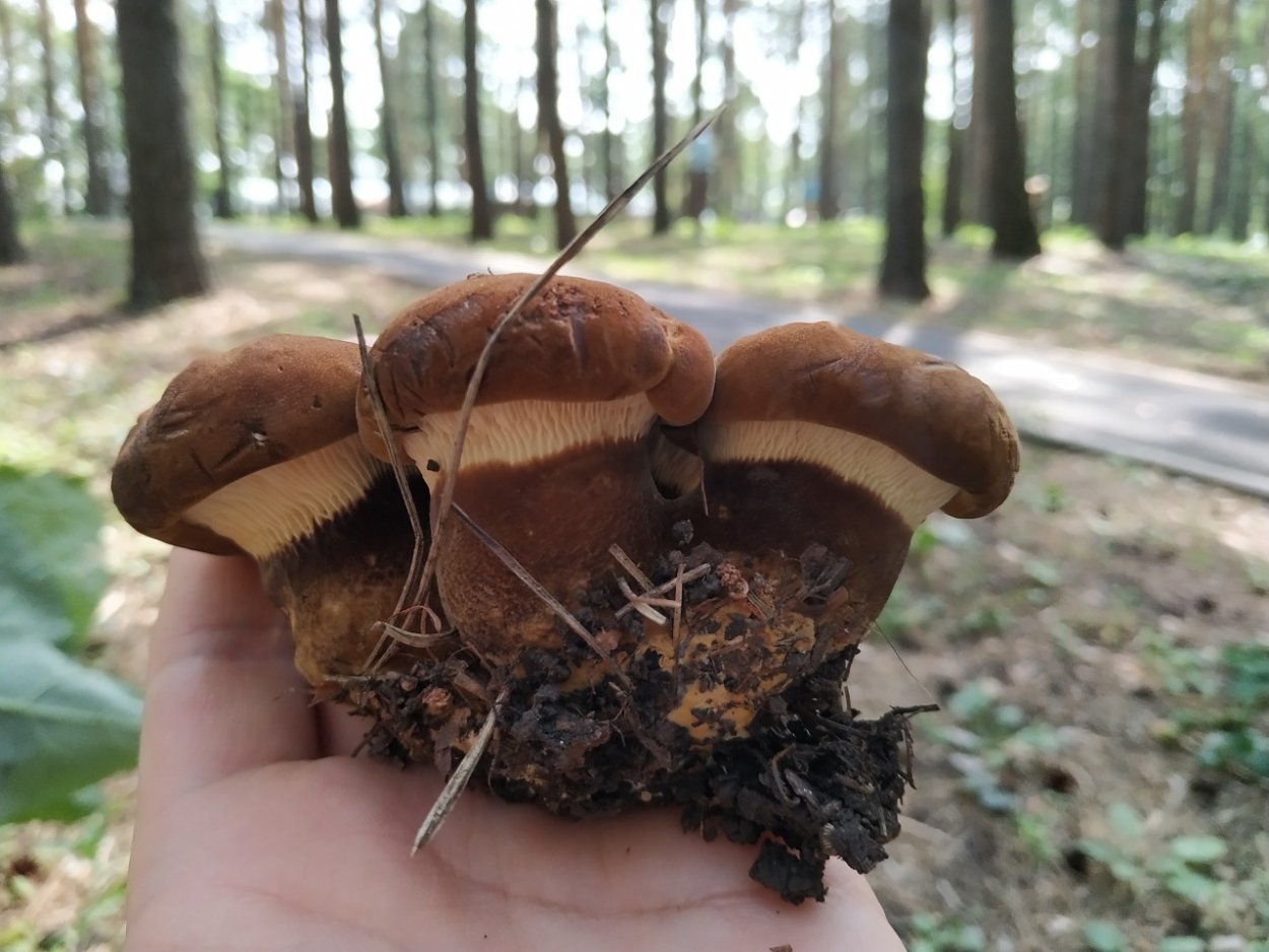 Гриб паутинник голубовато опоясанный