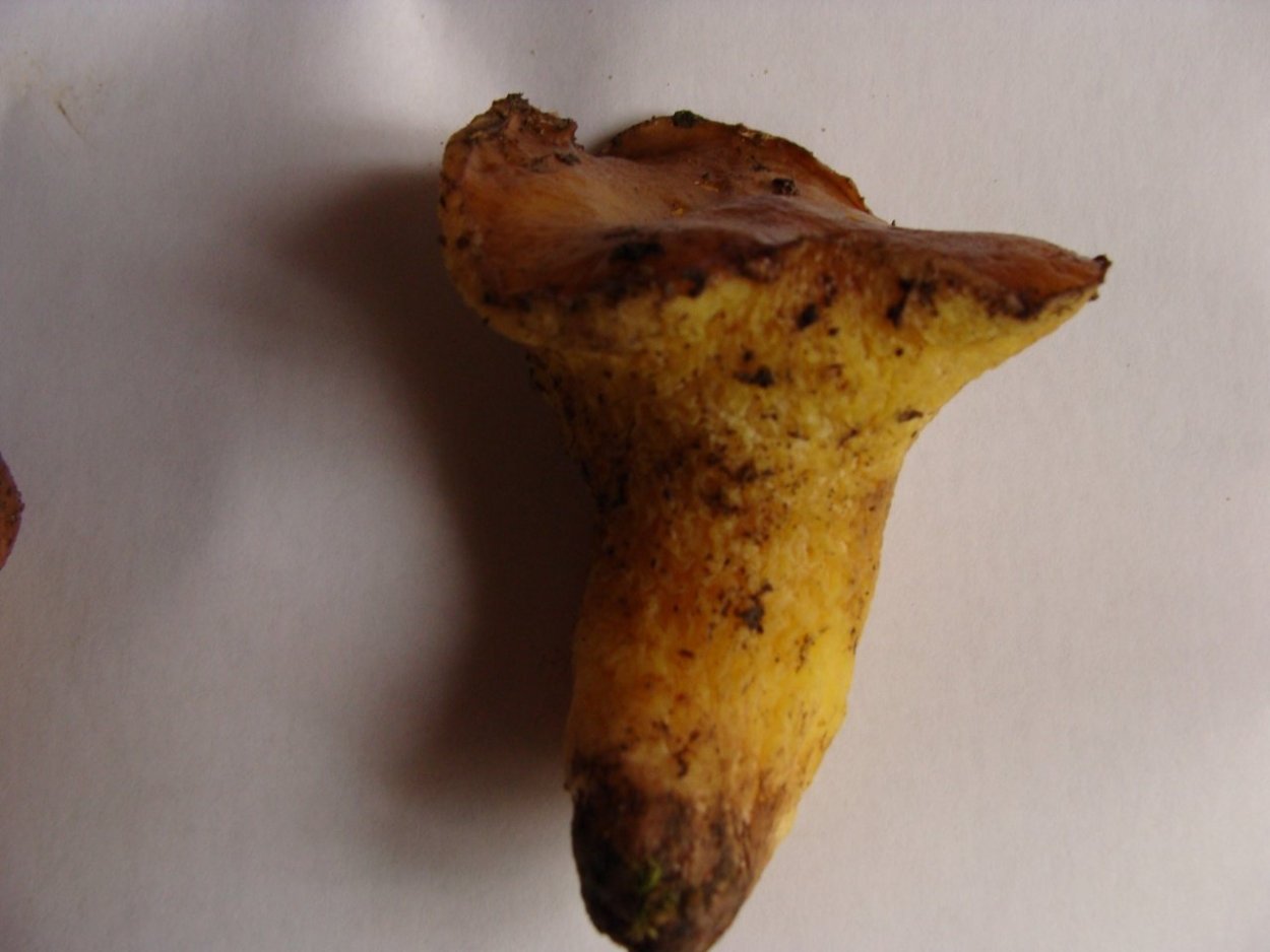 Опёнок толстоногий Armillaria