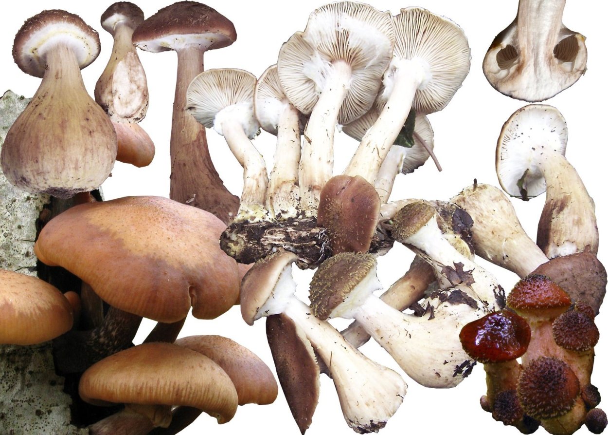 Паутинник с толстой ножкой