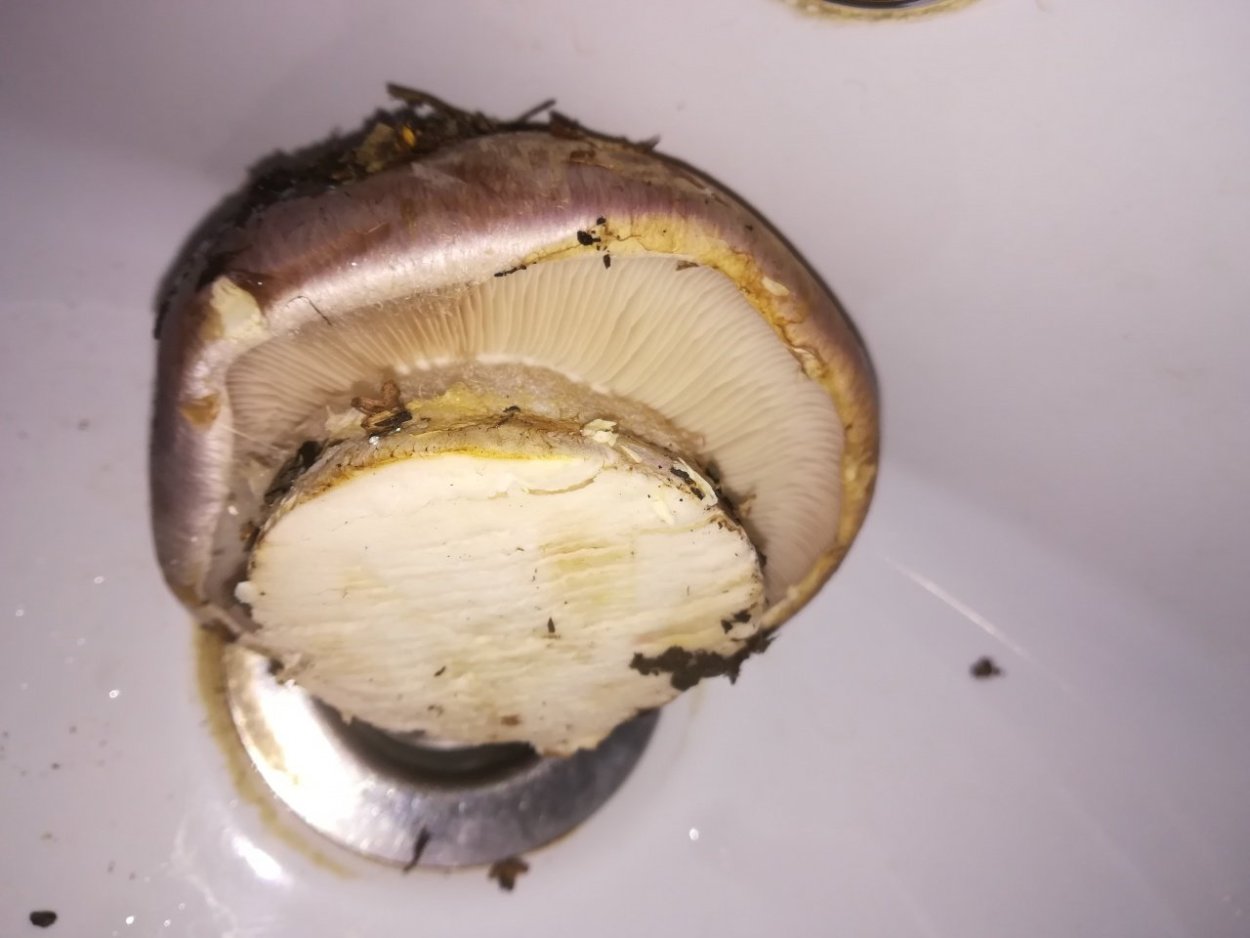 Паутинник абрикосово-желтый