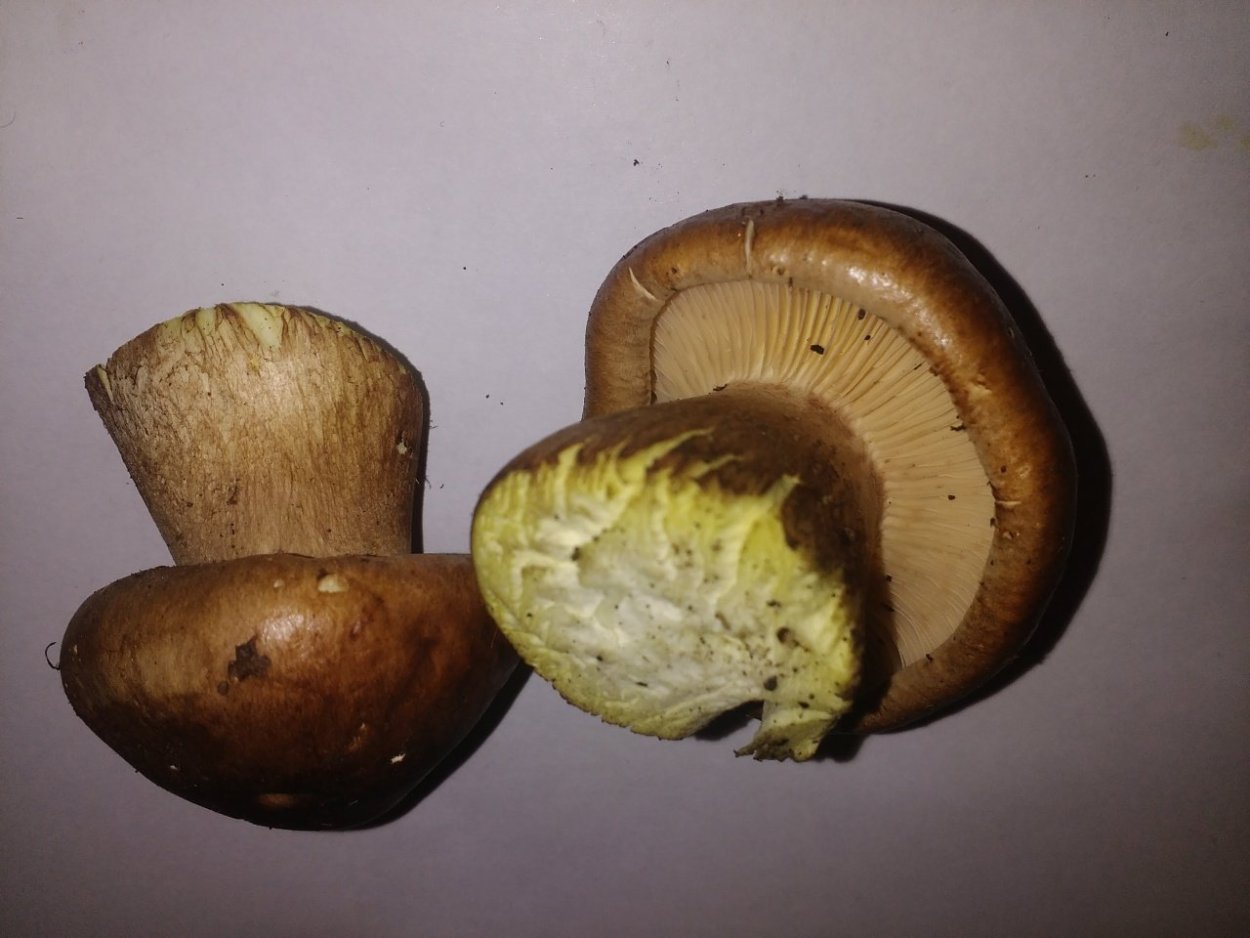 Пластинчатый гриб с толстой ножкой