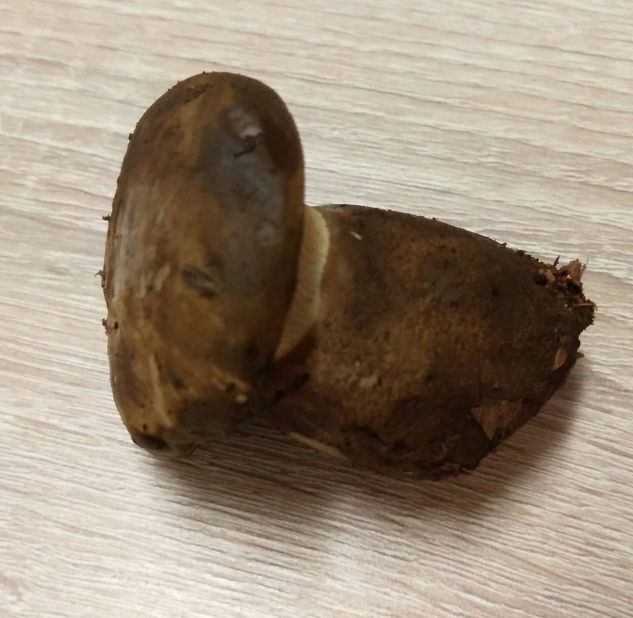 Паутинник с толстой ножкой