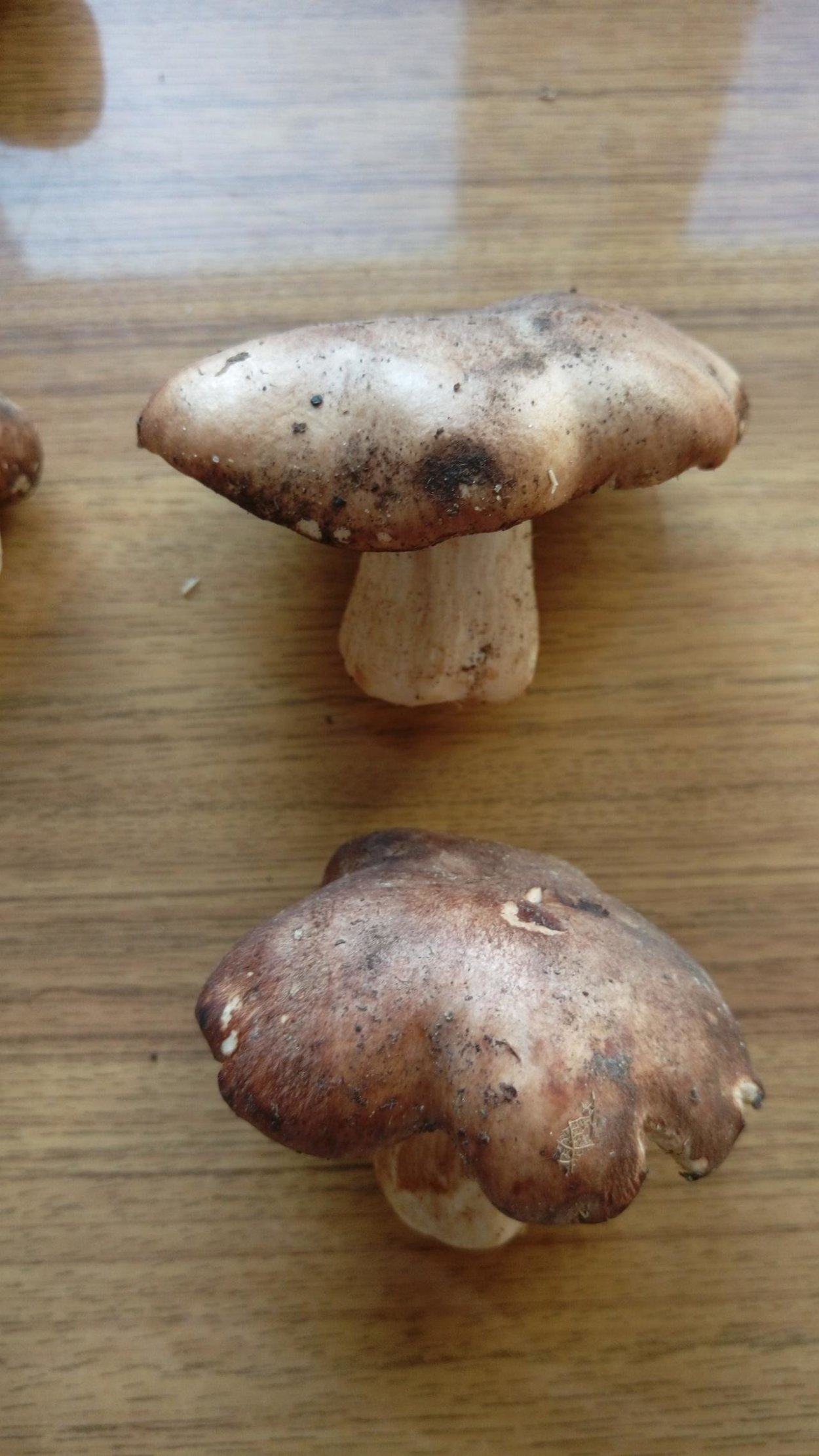 Гриб коричневый пластинчатый на толстой ножке