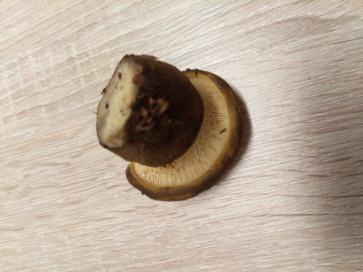 Коричневые грибы свинушка толстая