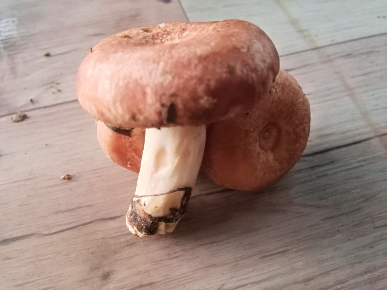 Мухомор с толстой ножкой и юбочкой