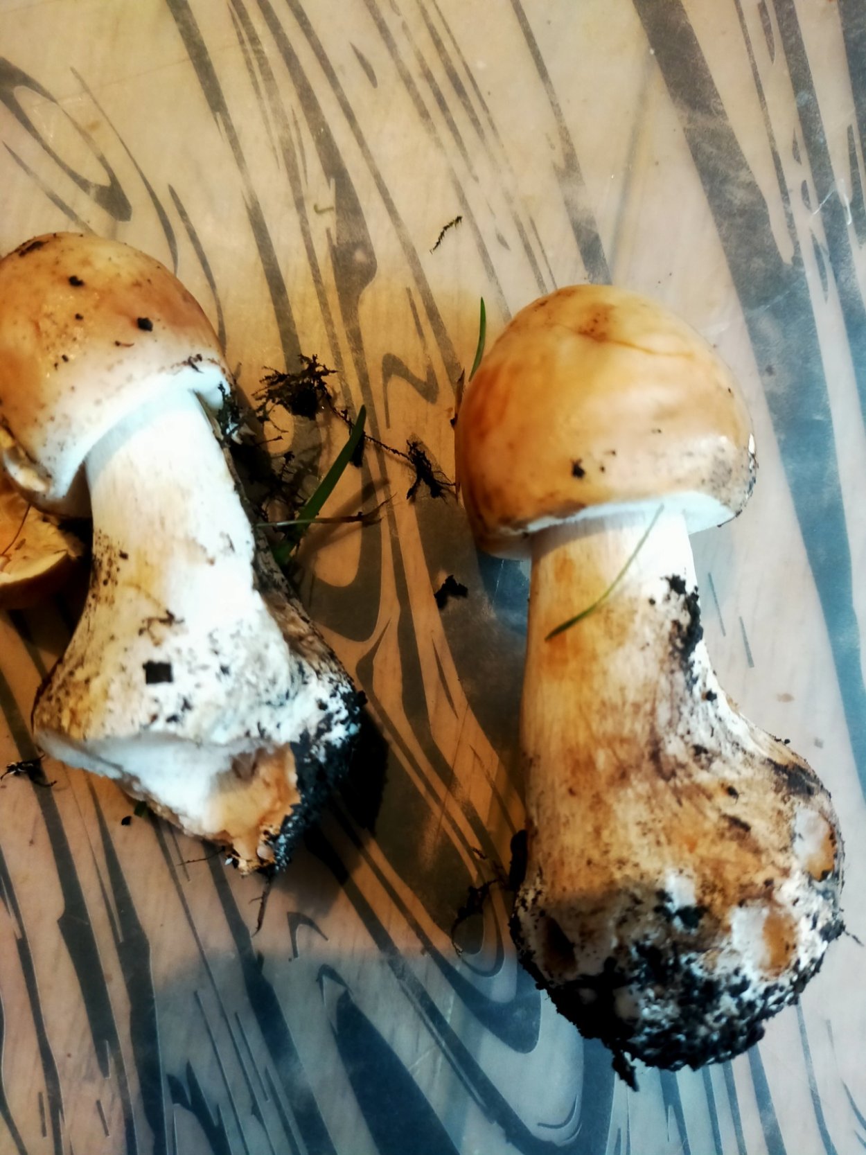 Свинушка бурый гриб