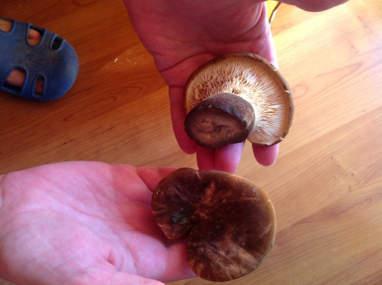 Грибы московских лесов