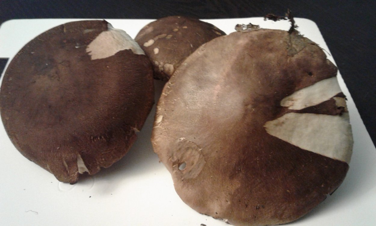 Гриб с темной шляпкой и толстой ножкой