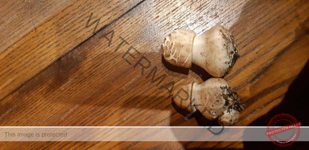 Опята с толстой ножкой и темной шляпкой