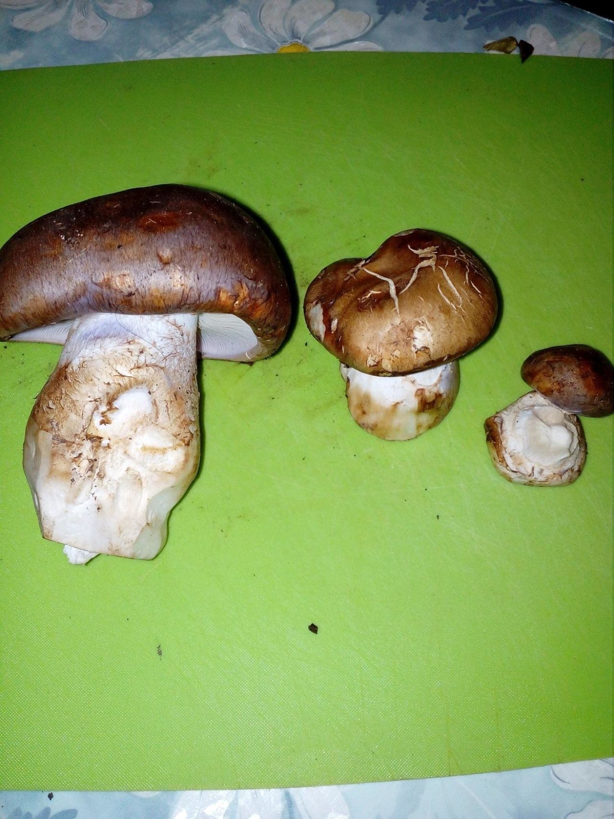 Пластинчатый гриб с коричневой шляпкой