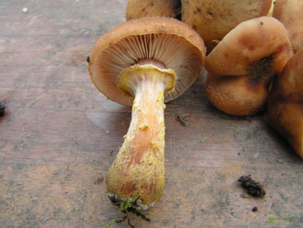 Свинушка толстая с бархатной ножкой