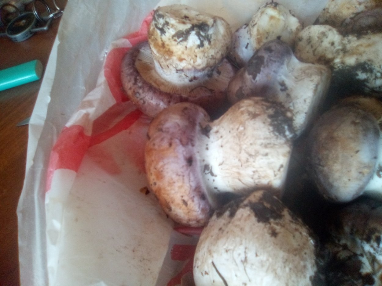 Полубелый гриб (Hemileccinum impolitum)