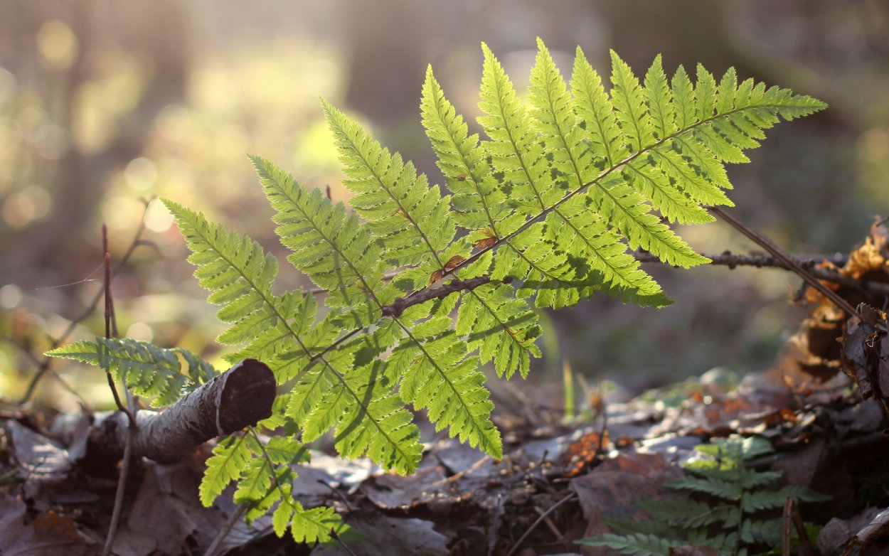 Крапива папоротник