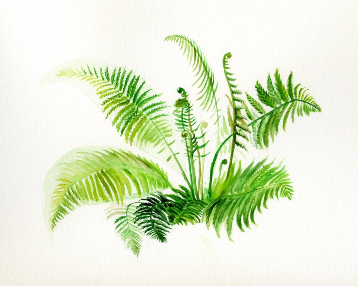 Папоротник картинка для детей