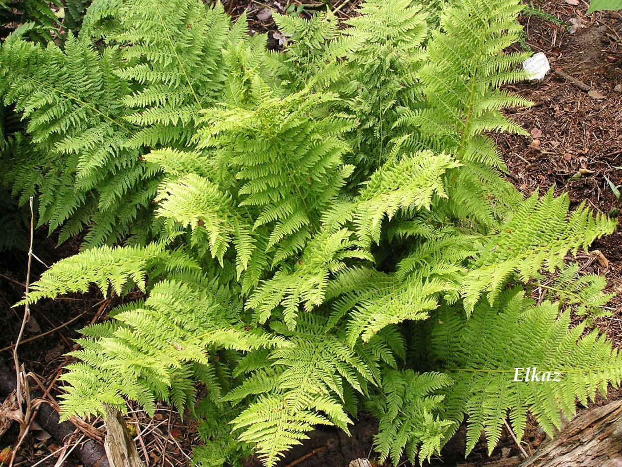 Папоротник Athyrium filix-Femina
