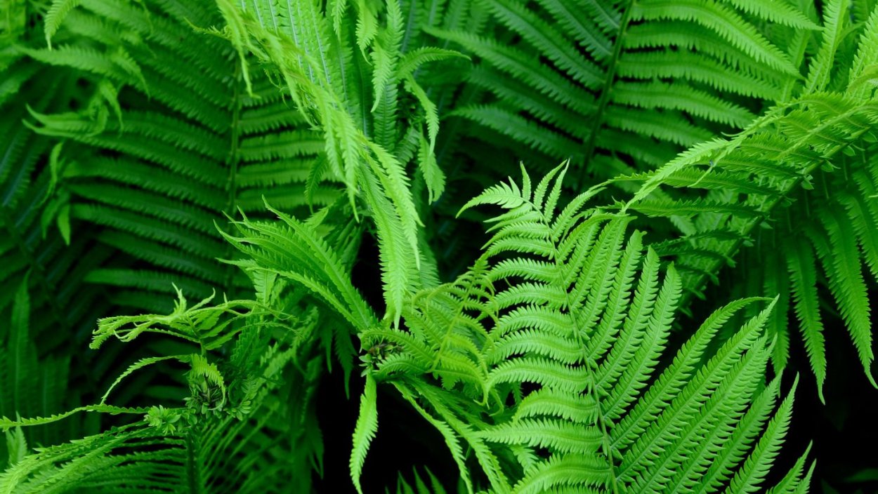 Марратия папоротник