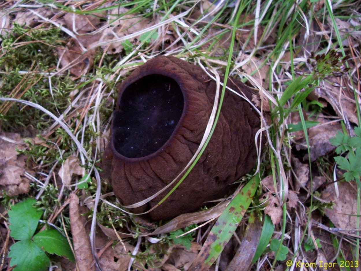 Гриб саркосома описание. Гриб Ведьмин котелок. Sarcosoma globosum. Гриб Саркосома Ведьмин гриб. Саркосома шаровидная гриб.