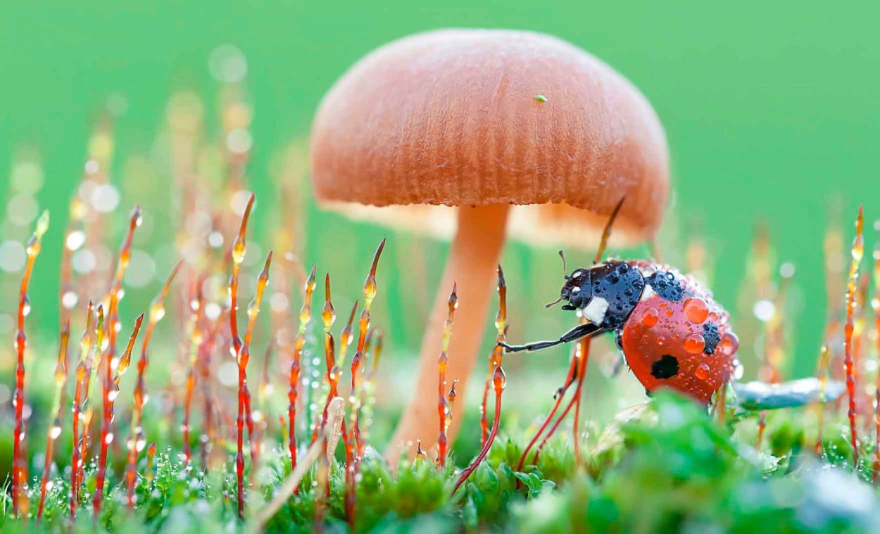 Макросъемка живой природы