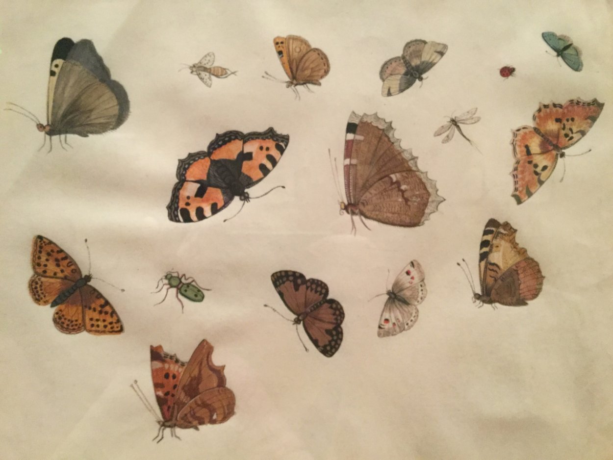 Коричневые бабочки обои