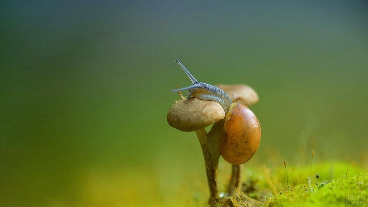 Макрофотография грибы