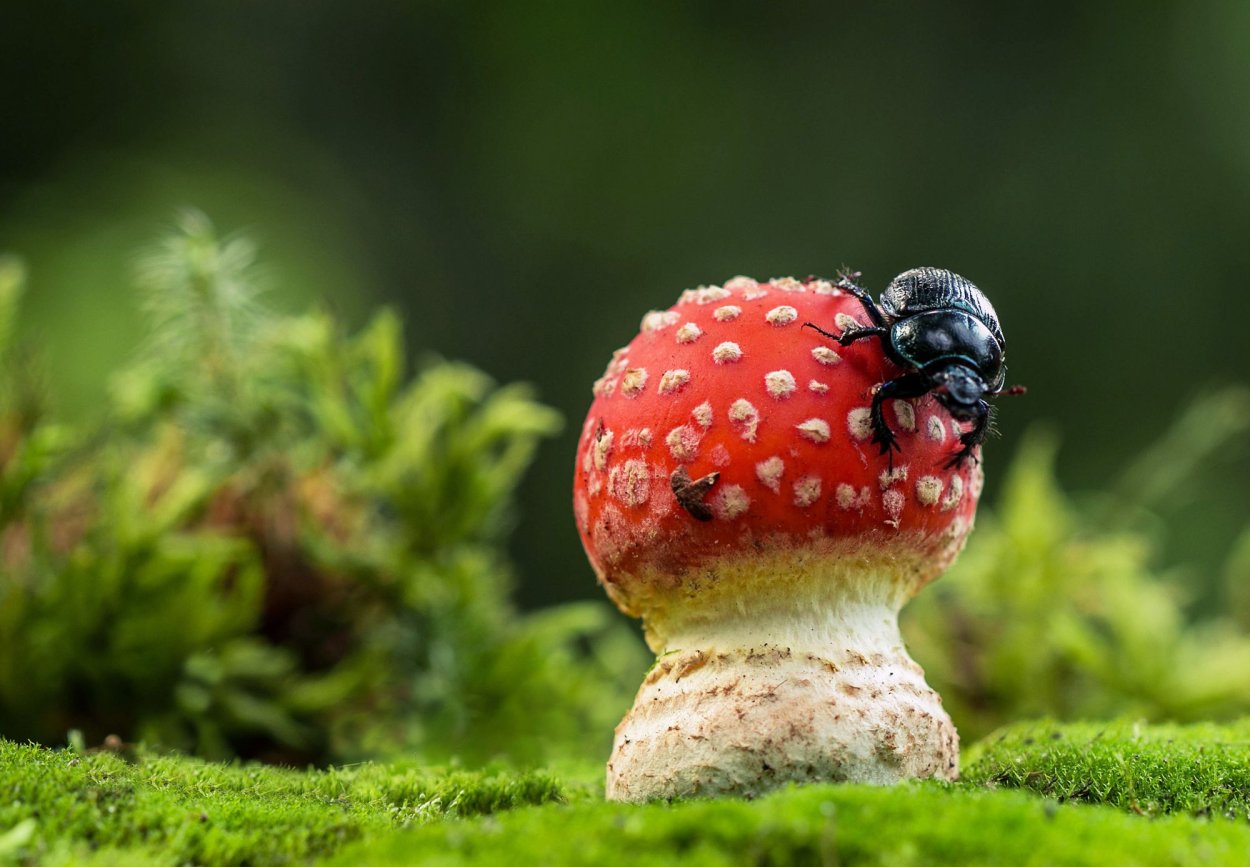 Мухомор с улиткой